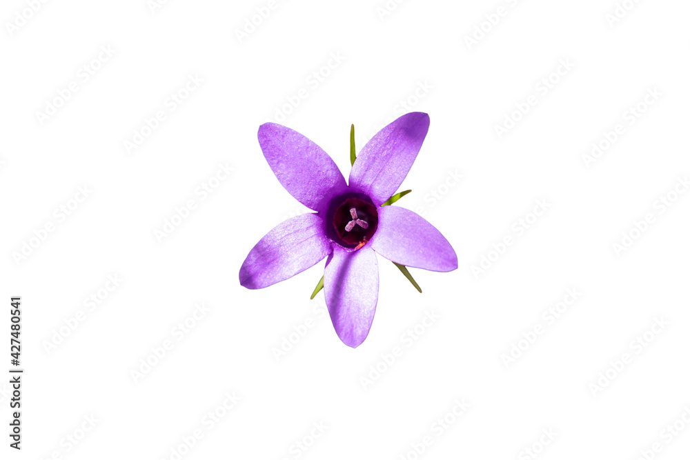 Obraz premium Campanula lusitanica isolated on white background