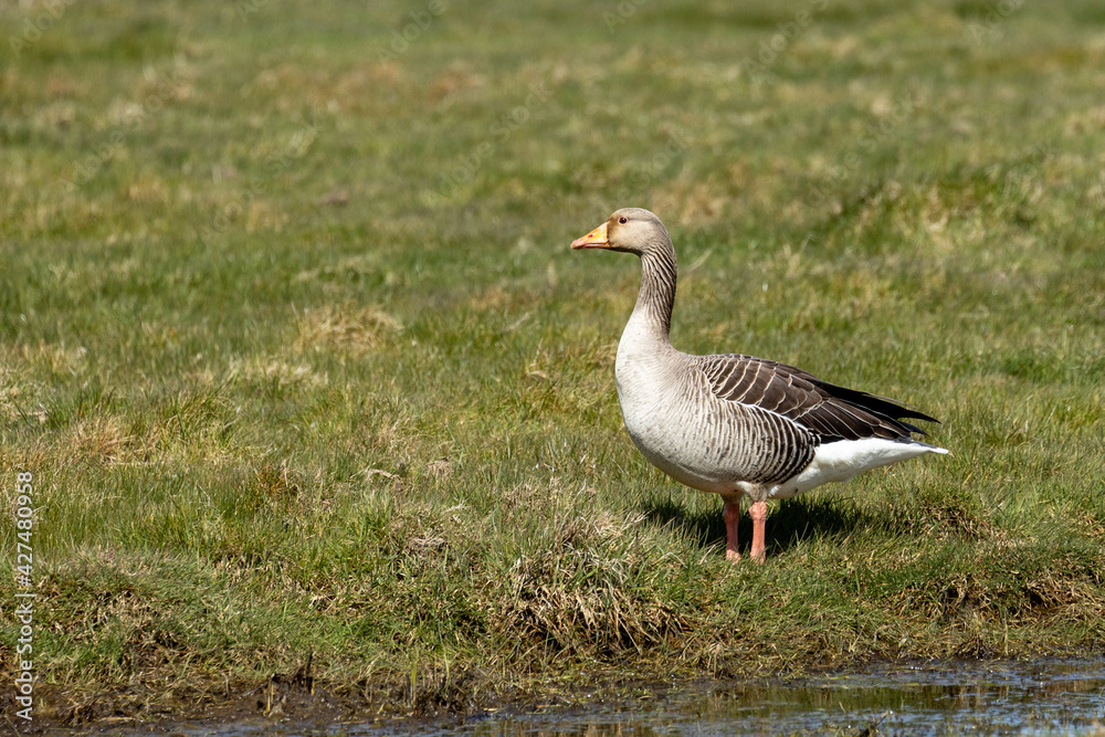 Greylag goose (Anser anser) in the grass by the river Greylag goose (Anser anser) in the grass by the river
