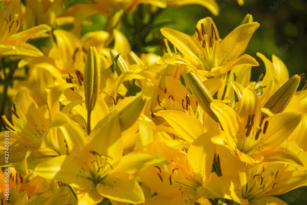 Obraz premium beautiful natural yellow background blooming yellow lily
