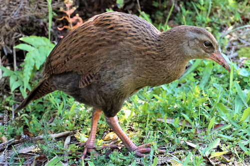 Closeup shot of a weka bird walking on the grass photo