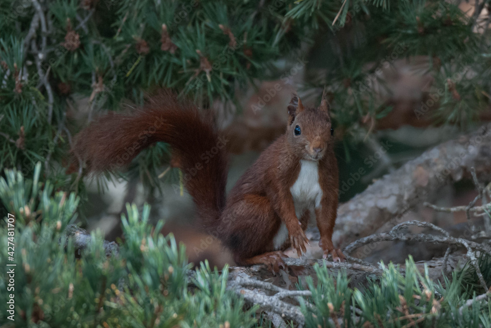 Fototapeta premium ardilla rama arbol verde pequeño 