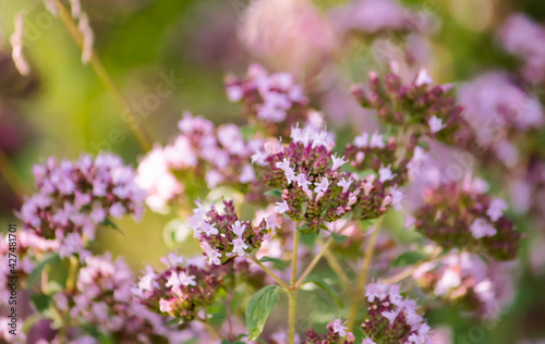 medicinal plant oregano in the flowering period in the garden © Irina