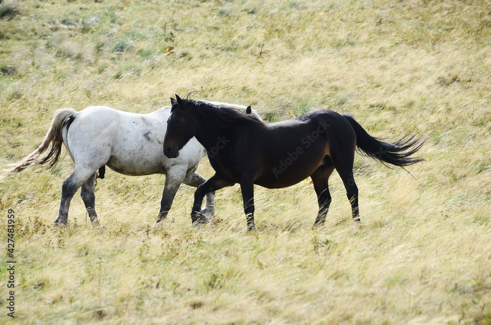 Livno, Bosnia and Herzegovina, horse, black horse, white horse, black and white horse,pony, beautiful,nature