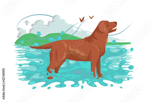 Fluffy brown labrador standing in water in nature