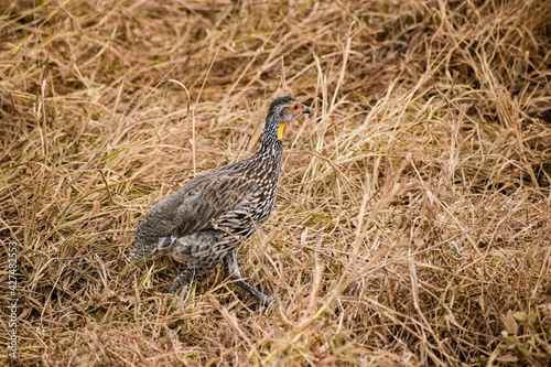view of Yellow-necked Spurfowl in tsavo east national park
