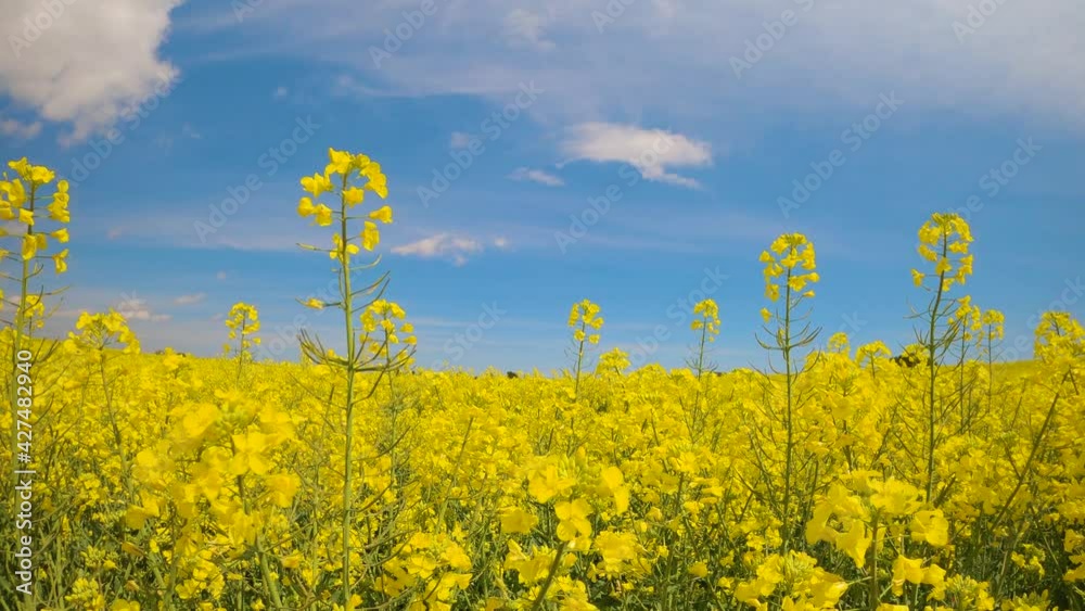 Rapeseed field European cultivation yellow flowers in Spain Costa Brava