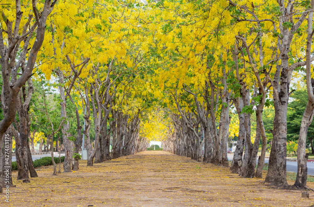 Golden Shower Tree blossom tunnel for romantic walkway on summer season of the year.