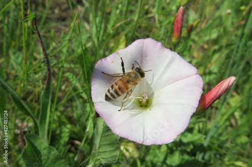 Honeybee on convolvulus flower in the meadow, closeup