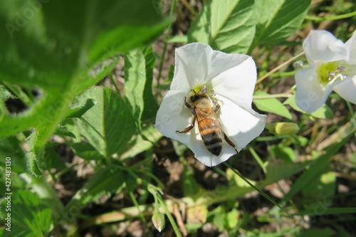 Bee on a convolvulus flower in the garden, closeup photo