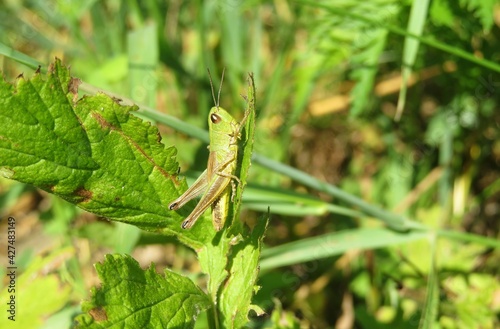 Tablou canvas Beautiful green grasshopper in the garden, closeup