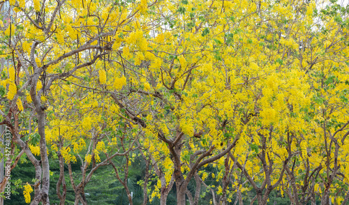 Fototapeta Naklejka Na Ścianę i Meble -  Golden Shower Tree blossom on summer season of the year.