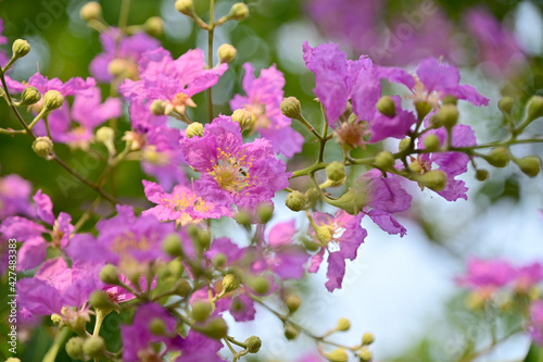 Wallpaper Mural Queen's Flower, Queen's crape myrtle, Pride of India, Jarul, Pyinma or Inthanin Beautiful flowers of Thailand in the garden. 
Focus on leaf and shallow depth of field. Torontodigital.ca