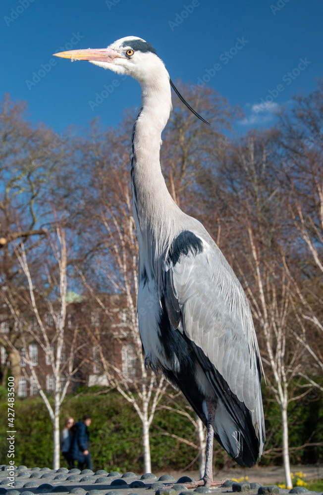 Fototapeta premium Heron