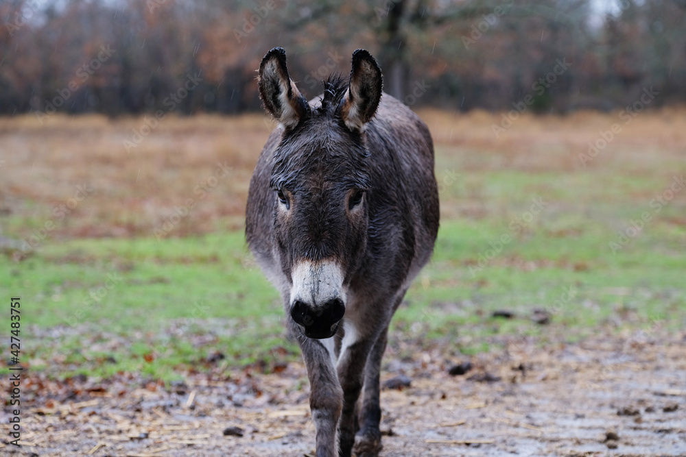 Fototapeta premium Mini donkey wet and walking through rain.