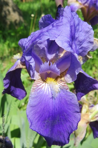 Beautiful purple iris flower in the garden, closeup photo