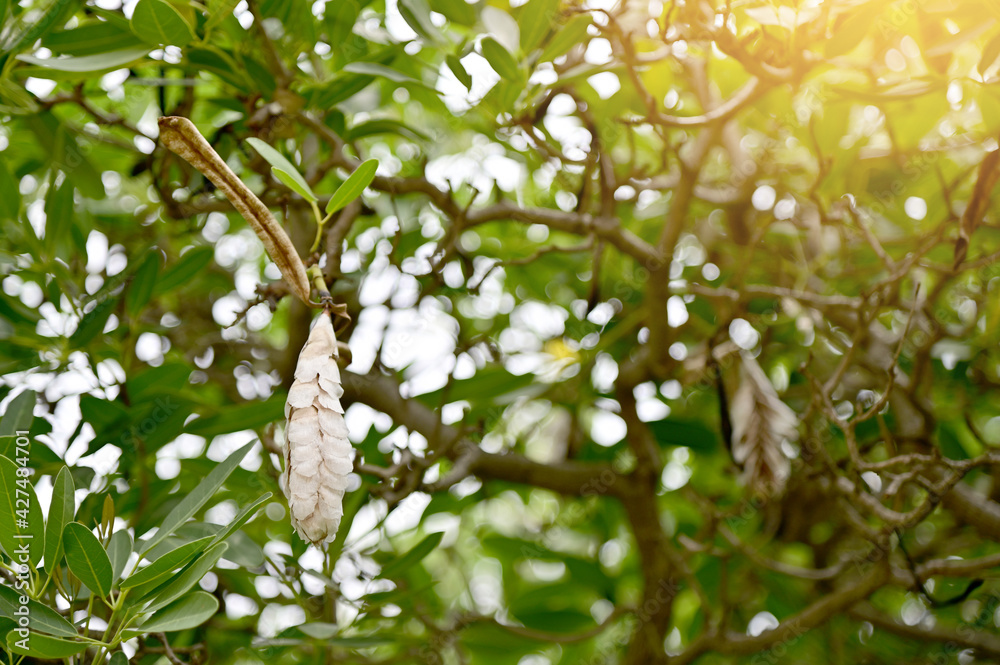Fototapeta premium Old white pods of Yellow elder (Trumpetbush, Trumpetflower, Yellow trumpet-flower, Yellow trumpetbush, Tecoma stans) beautiful flowers with natural background at Thailand.