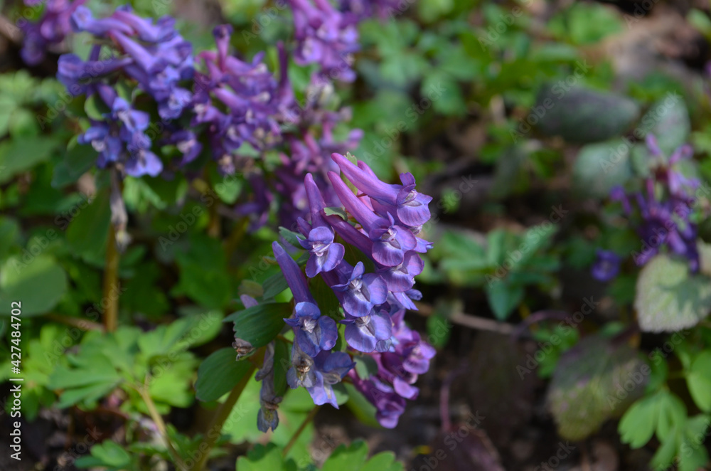 Natural spring background - Corydalis solida flowers in nature. Natural spring background - Corydalis solida flowers in nature.