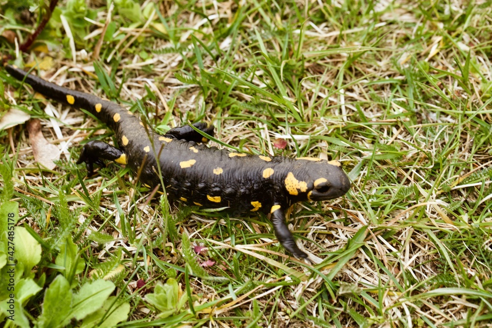 Salamandra