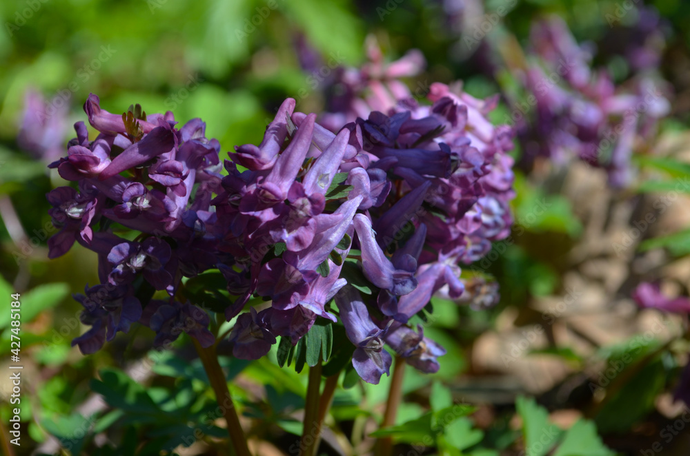 Natural spring background - Corydalis solida flowers in nature. Natural spring background - Corydalis solida flowers in nature.