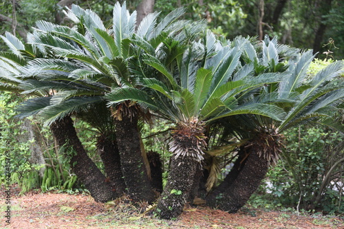 Cycas revoluta Japanese Sago Palm is a species of gymnosperm in the family Cycadaceae photo