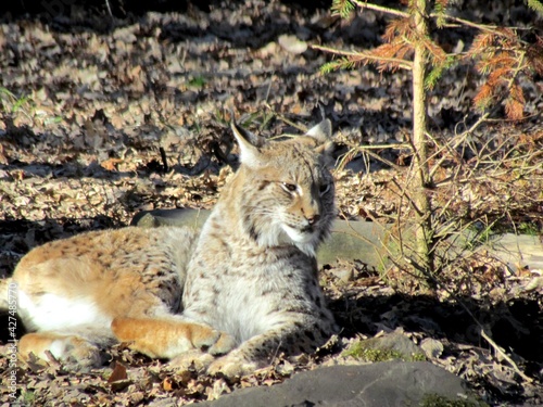Canvas Print lynx