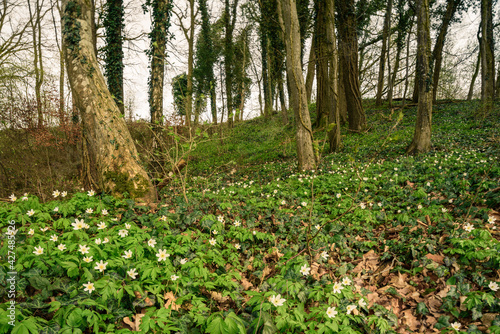 Fototapeta Naklejka Na Ścianę i Meble -  Waldanemonen blühend im Frühjahr im Wald 