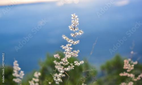 Amazing blue sky and flowers
