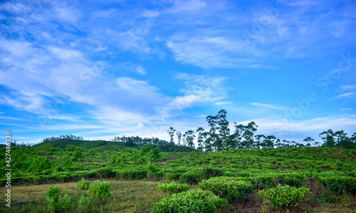 Amazing field and blue sky