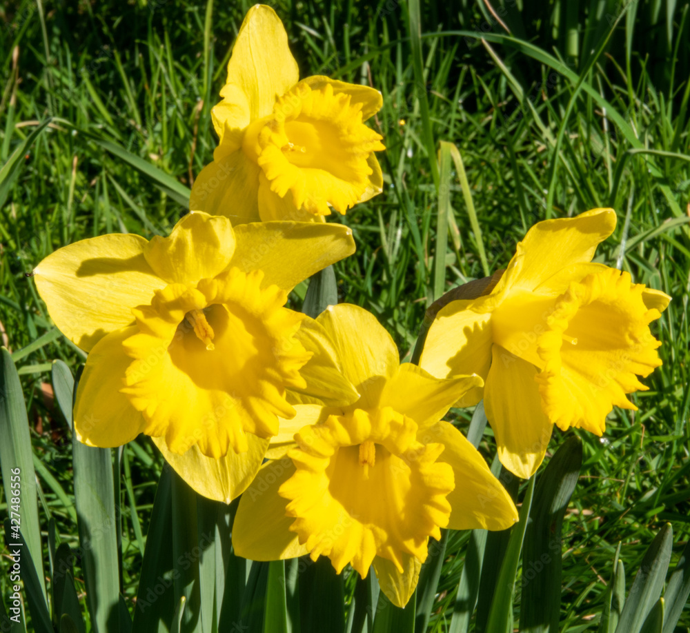 Daffodils Daffodils