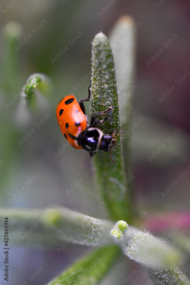 Obraz premium ladybug on rosemary leaf right facing