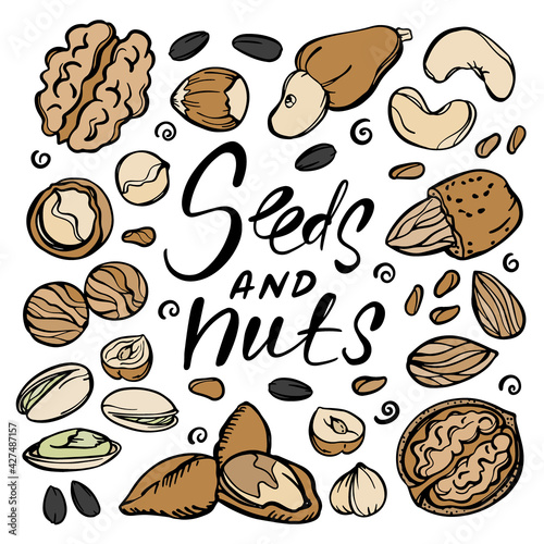 SEEDS AND NUTS Food Sketch With Pistachio Almond Seed Walnut Hazelnut Cashew With Text Clip Art Vector Illustration Set For Print