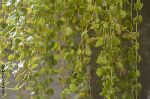 green leaves background