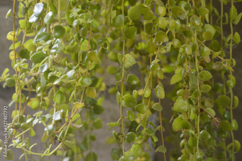 green leaves background