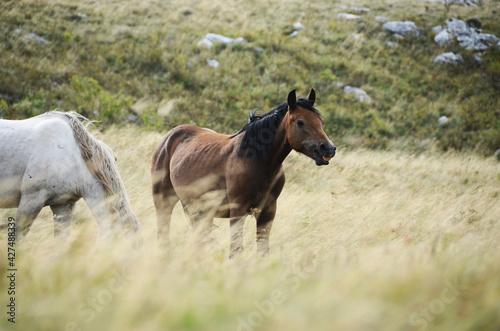 Livno, Bosnia and Herzegovina, horse, black horse, white horse, black and white horse,pony, beautiful,nature © Haris