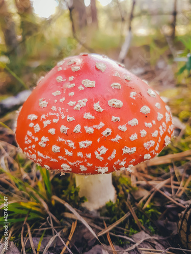 Large mushroom red to white point amanita 