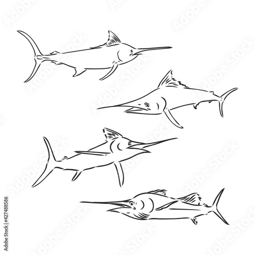 Hand drawn swordfish. Vector illustration in sketch style