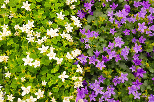 purple and white flowers of the wall or Dalmatian or Adria bellflower (Campanula portenschlagiana), background. Potted plants photo