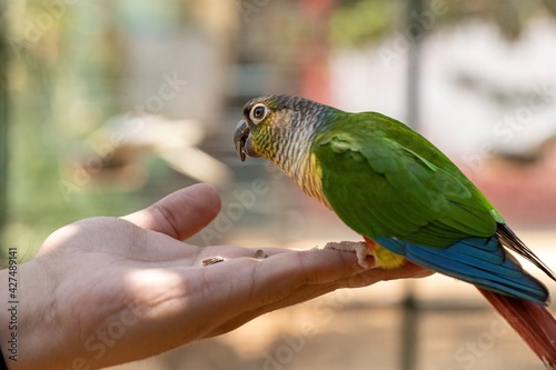 Bird eating from the hand