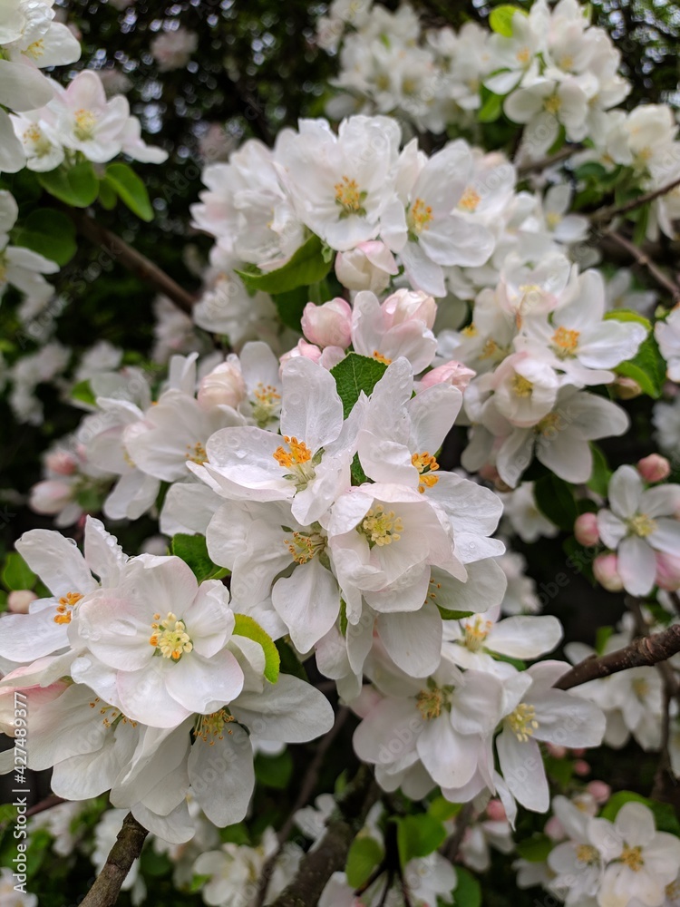 Blooming apple tree Blooming apple tree