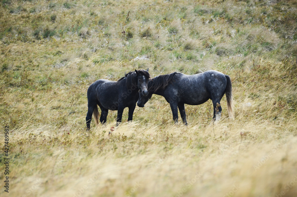 Livno, Bosnia and Herzegovina, horse, black horse, white horse, black and white horse,pony, beautiful,nature Livno, Bosnia and Herzegovina, horse, black horse, white horse, black and white horse,pony, beautiful,nature