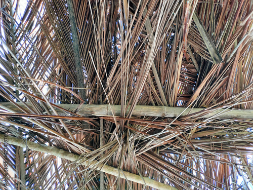 fallen coconut leaves