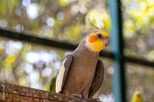 Photography The cockatiel bird
