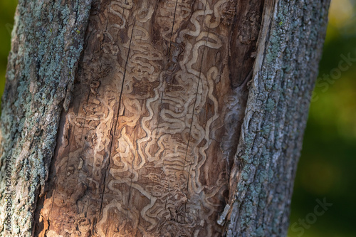 Close up macro of trunk of a dead tree damaged by emerald ash borer insect - invasive specie in North America (Canada, USA, United States).