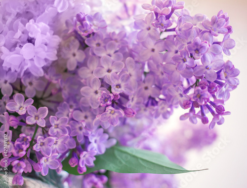 wild flowers lilac bush