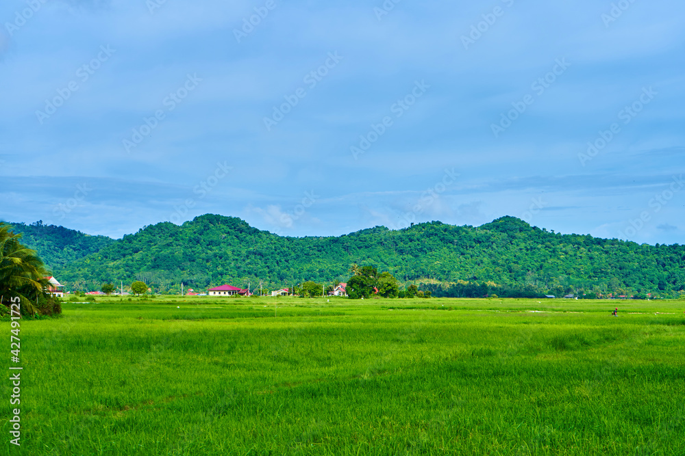 Fototapeta premium Impressive landscape green rice field with mountains in the background