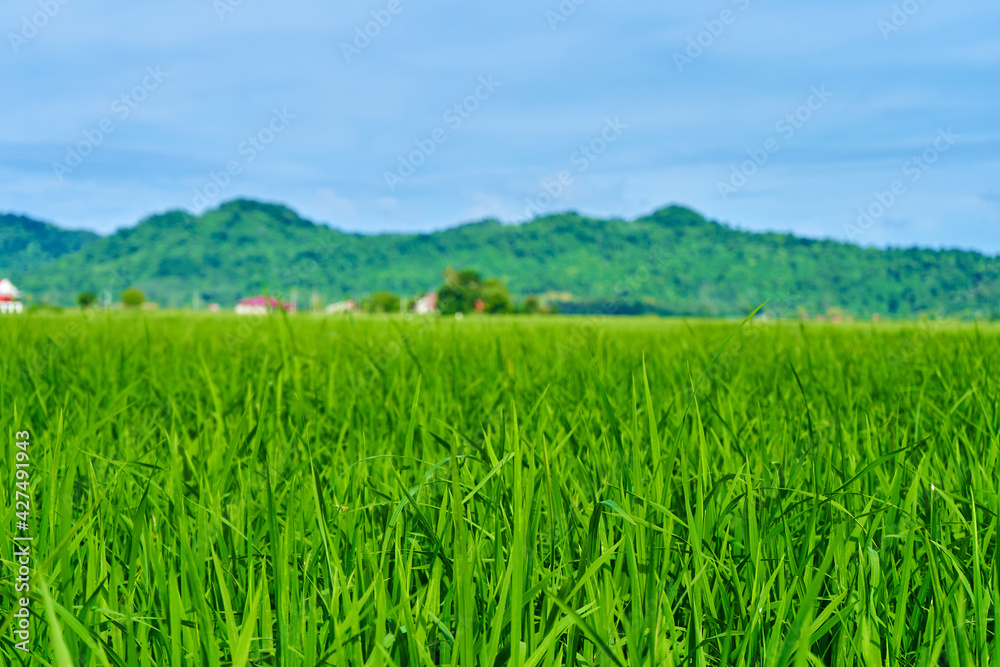 Impressive landscape green rice field with mountains in the background
