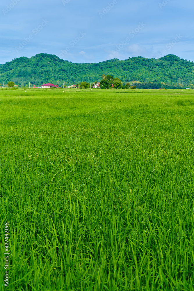 Impressive landscape green rice field with mountains in the background