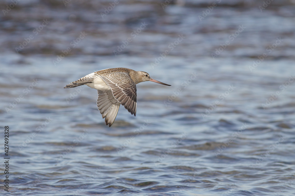 Sandpiper in flight over sea Sandpiper in flight over sea