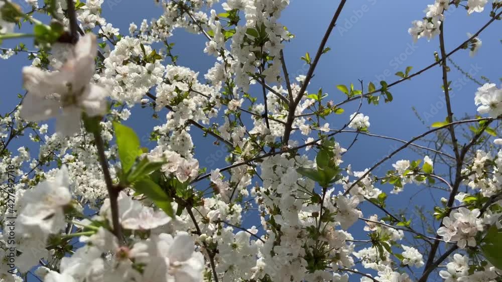 Apricot tree branch and flowers in spring. 4K Apricot tree branch and flowers in spring. 4K