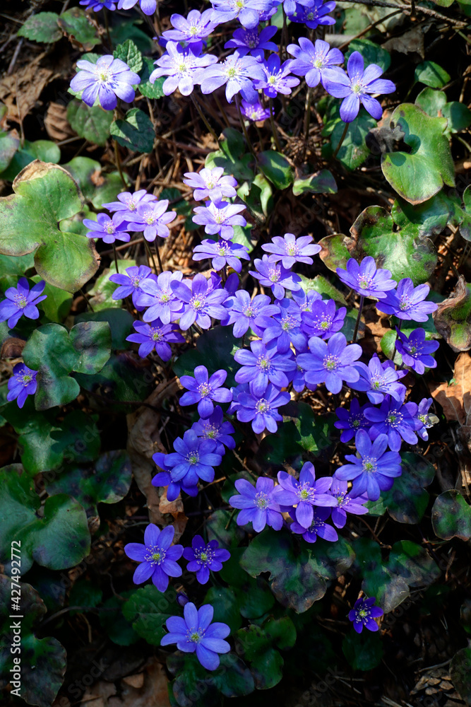Forest flowers primroses. Spring in Arela. The copse is noble. Blue is a bright color.